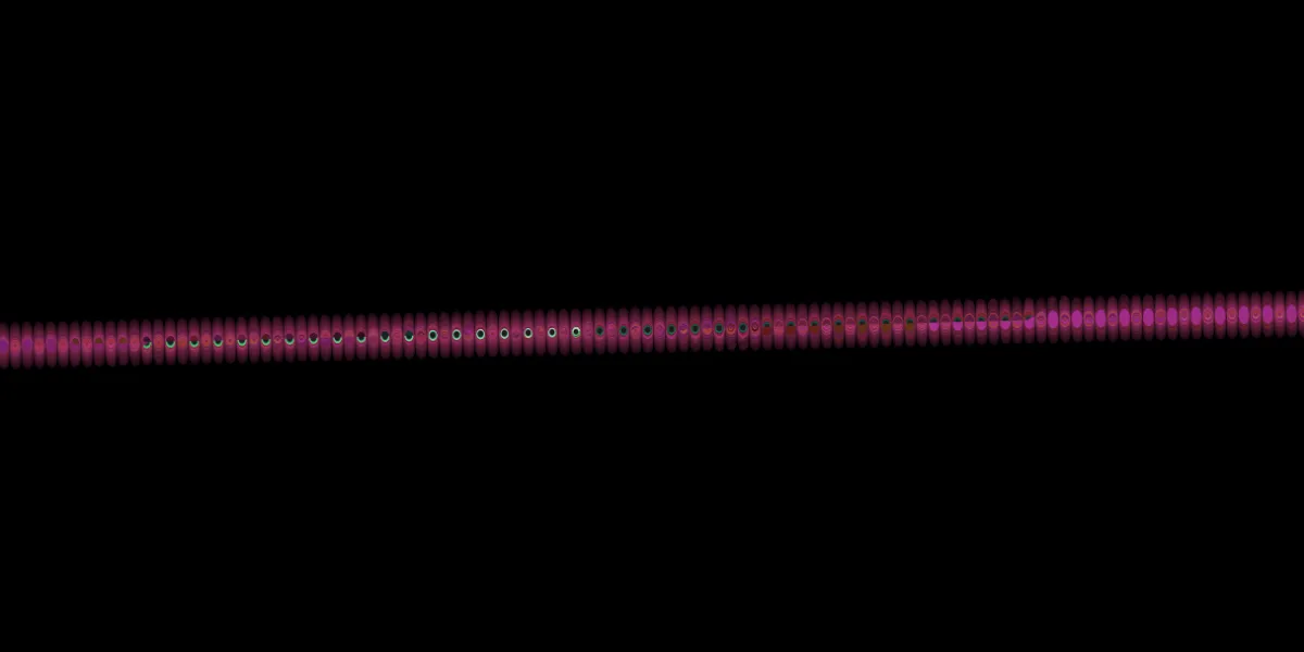 A piece of fractal art produced by FractalPane.